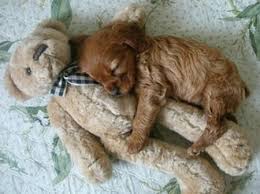 cute puppy hugs - Cute Puppies Photo (41423765) - Fanpop