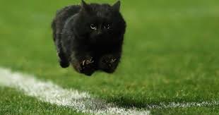 Crazy cats i love cats cute cats cat fun pokemon. Black Cat On The Giants Cowboys Field Makes Purrfect Nfl Meme Cnet