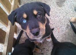 If you are interested in helping animal rescues raise money Rottweiler And Husky Mix Puppy For Sale Petswithlove Us