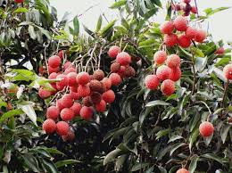 Résultat de recherche d'images pour "lychee trees"