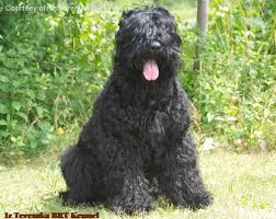 Back russian terrier puppy thank you guys for all your support! Black Russian Terrier Pictures
