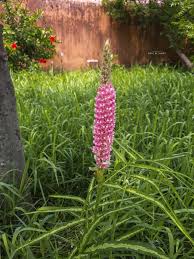 Image result for Uraria