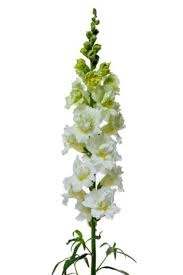 Image result for Antirrhinum majus
