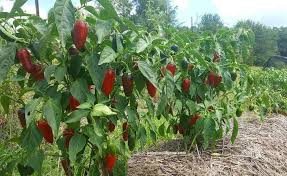 If you will plant single plants, place about 2 level tablespoons of fertilizer on the soil in the planting area. How To Grow Jalapenos Preserve Your Harvest Jalapeno Plant Pepper Plants Plants