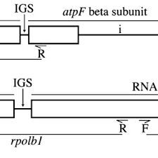 Image result for Empogona cacondensis
