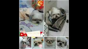 A missing pet is one of the biggest fears faced by many pet owners. Bibi Pet Bereavement Pets In Peace Pet Funeral Cremation Malaysia Youtube