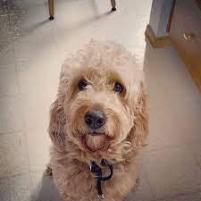 Join millions of people using oodle to find puppies for adoption, dog and puppy listings, and other pets adoption. The Golden Roo Home Facebook