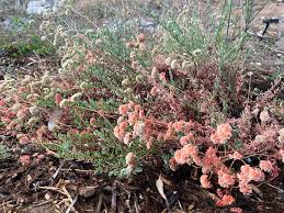 Image result for Microstegium fasciculatum