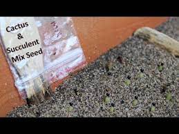 During the resting period, only water when the soil is dry to the touch. How To Grow Cactus Succulent From Seeds Hindi Urdu Youtube