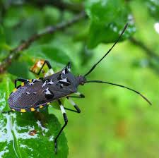 キバラ ヘリ カメムシ