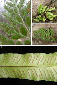 Image result for Asplenium adiantum-nigrum