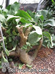 Image result for Cyphostemma lanigerum