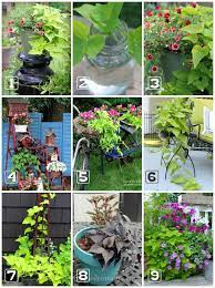 Sweet potato vines make great companion plants in containers and raised beds. Creative Sweet Potato Vine Growing Tips And Ideas Empress Of Dirt Potato Vine Planters Potato Vines Shade Plants Container