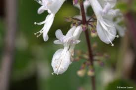 Image result for Coleus guerkei