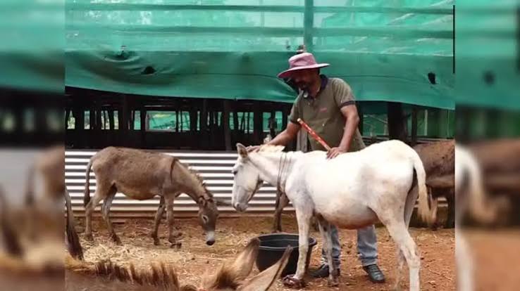 Donkey Milk: This man quit his IT job to start a donkey milk farm, receives order worth Rs 17 lakh - The Economic Times