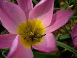 For a memorable trip to nyc. Where To Find Flowers In Central Park In April Wanderwisdom