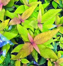 Image result for Hygrophila uliginosa