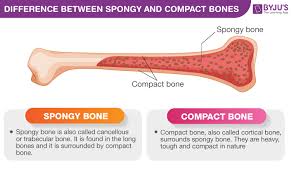 These bones tend to support weight and help flat bones: Difference Between Spongy And Compact Bones Spongy Vs Compact