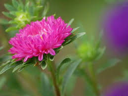 Check spelling or type a new query. Latest Most Beautiful High Definition Flower Wallpaper