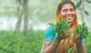 Kazi Kazi Tea Estate