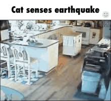 24 entries are tagged with earthquake memes. Earthquake Meme Gifs Tenor