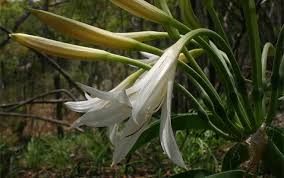 Image result for Crinum crassicaule