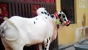 Eid ul azha funny bakra eid funny clips 2011bakra eid funny clips bakra eid funny videosqurbani in saudi arabcamel qurbani in saudia arabiaqurbani on hajjhajj qurbani camel comments disabled for this video. Eid Ul Azha Dangerous Qurbani Videos Rasmi Ru