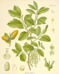 Image result for Quercus suber