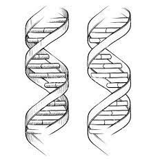 Doodle Dna Double Helix Vector 1112437 - By Lhfgraphics On Vectorstock Dna Tattoo Dna Drawing Dna Art
