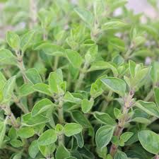 Image result for Origanum
