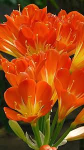 From purple flowers symbolizing success, to orange emanating a flower's color is one of many factors that makes nature so beautiful, and today we'd like to pose the the color yellow is primarily associated with spreading happiness and joy, however, it. All Orange Flowers And Yellow Flowers Are Beautiful And With Meanings Of Their Own So Which Do You Prefer Beautiful Flowers Amazing Flowers Orange Flowers