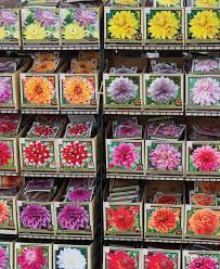 Bring flowers into sumer with dobies range of spring flowering bulbs. Now In Summer Flowering Bulbs Mahoney S Garden Center