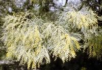 Image result for Acacia decurrens