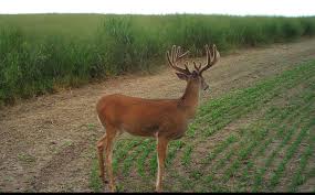 Attracting Deer Herds Day And Night Whitetail Habitat