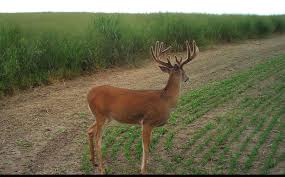 attracting deer herds day and night whitetail habitat