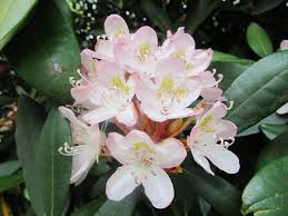 Image result for Rhododendron