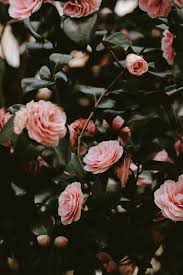 Pin By Katie Daisy On Wallpapers Aesthetic Roses Flower Aesthetic Pink Wallpaper Iphone