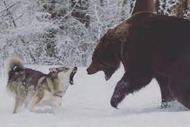 Please Run Don T Poke The Bear Wolf Don T Poke The Bear Just Run Animals Beautiful Wolf Dog Animals