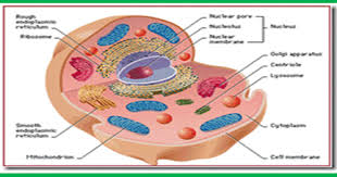 We did not find results for: Perbedaan Sel Tanaman Dan Sel Hewan
