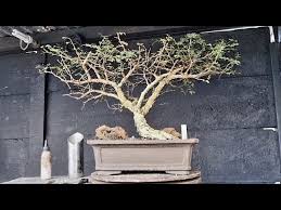 Image result for Acacia burkei