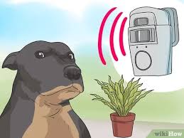 Check spelling or type a new query. 3 Ways To Stop Your Dog From Eating Your Plants Wikihow
