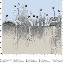 Different Prairie Plants Depth Roots The Of Ofdepth Of The Roots Of Different Prairie Plants Prairie Planting Native Plants Plants