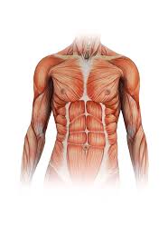 Free online quiz torso model muscle anatomy. Human Torso Muscles Photograph By Mikkel Juul Jensen