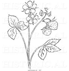 Accurate Strawberry Plant Plant Sketches Strawberry Plants Cartoon Clip Art