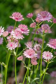 Image result for Astrantia major `Roma`