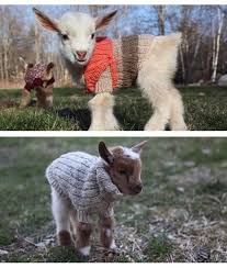 Must Be Chilly Simmonsonehour Com Happy Heat Hvac Baby Goats In Sweaters Cute Goats Goats In Sweaters