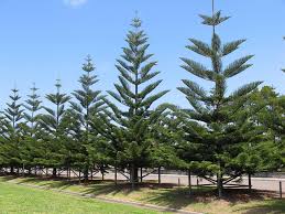 Image result for Arauk rie Araucaria