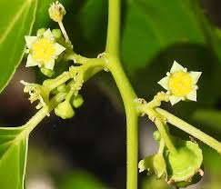 Image result for Colubrina asiatica