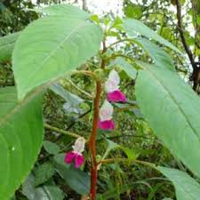 Image result for Impatiens gesneroidea
