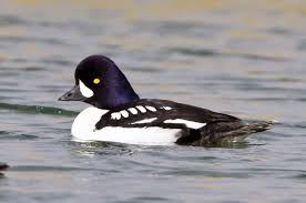 Common Birds Of Cape Cod Barrows Goldeneye Bird Life List Pet Birds Decoy Carving